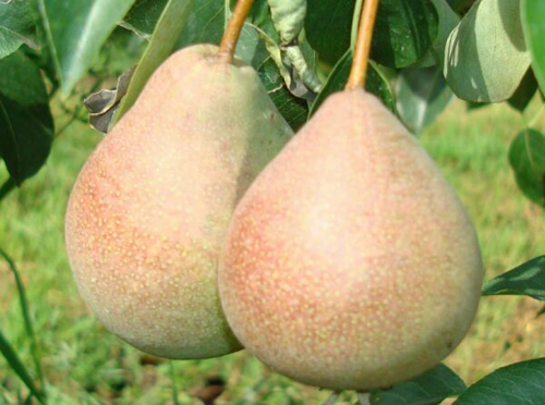 Pear variety Zabava