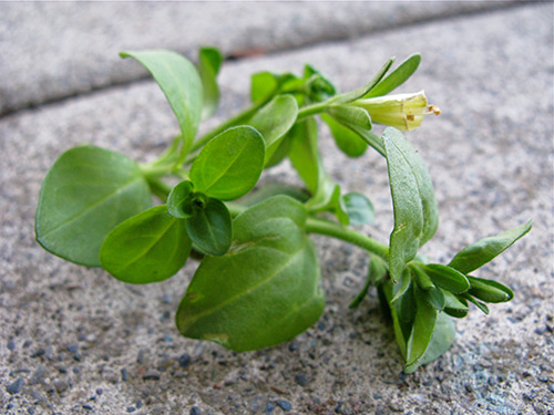 Pinching petunia