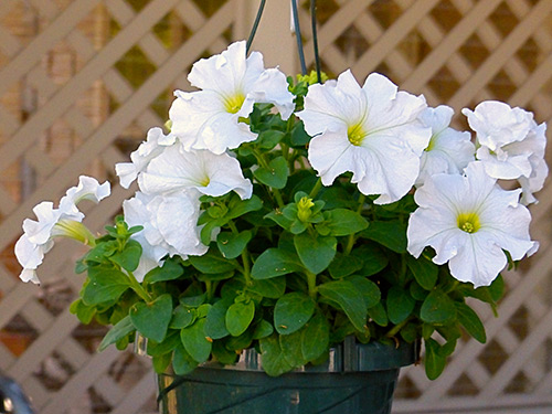 Pinching petunia