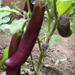 Eggplant variety King of the North