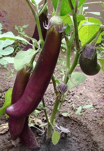 Auberginesort King of the North