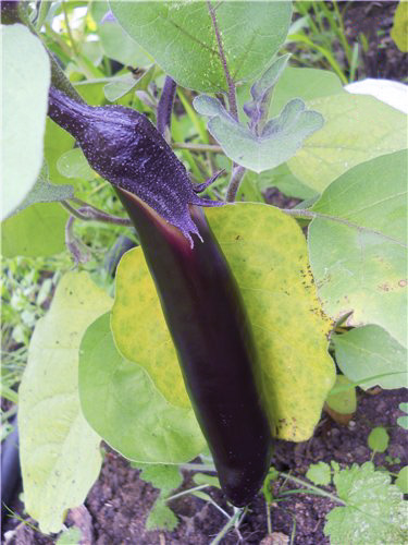 Eggplant variety King of the North