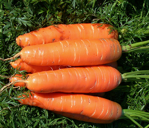 Carrot variety Nantes 4