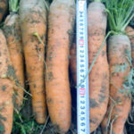 Samson carrot variety