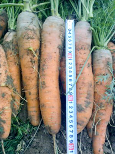 Samson carrot variety