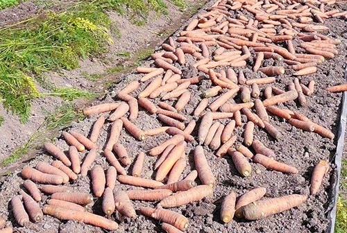 Samson carrot variety