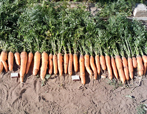 Samson carrot variety