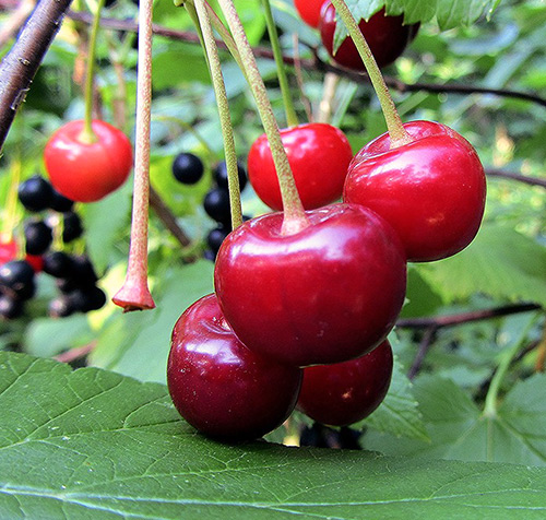 Cherry variety Molodezhnaya