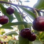 Cherry variety Shokoladnitsa