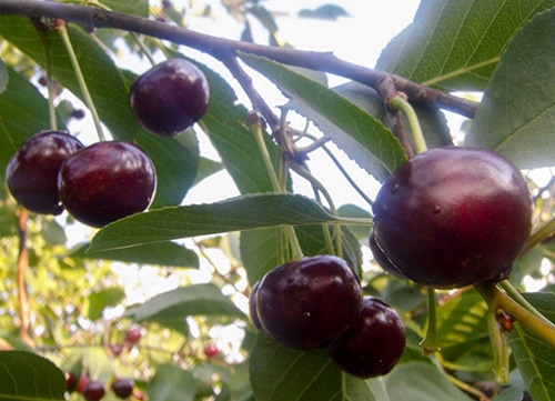 Cherry variety Shokoladnitsa