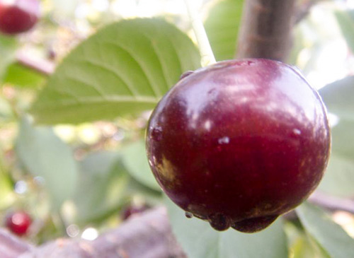 Cherry variety Shokoladnitsa