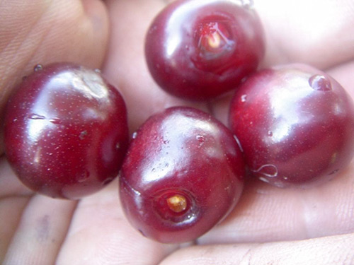 Cherry variety Shokoladnitsa