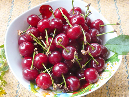 Cherry variety Shokoladnitsa