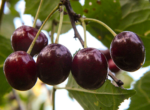 Cherry variety Shokoladnitsa