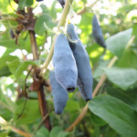 Honeysuckle Variety Blue Spindle