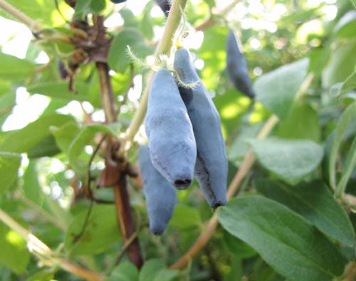 Gelendong Biru Varieti Honeysuckle