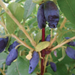 Honeysuckle variety Kamchadalka