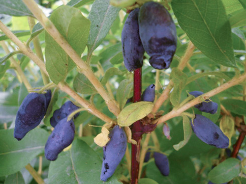 Honeysuckle variety Kamchadalka