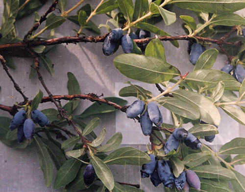 Honeysuckle variety Kamchadalka