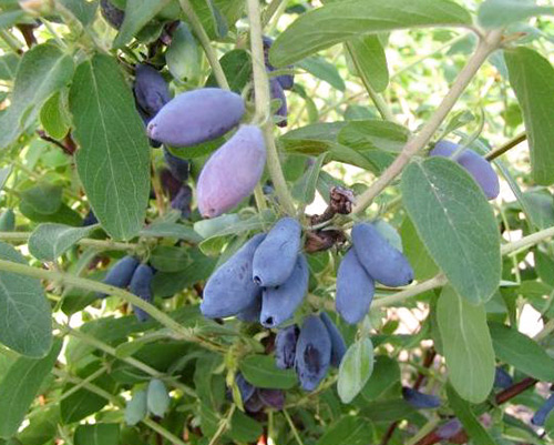 Honeysuckle variety Gourmet