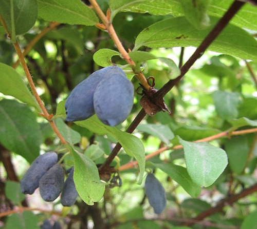 Honeysuckle variety Gourmet