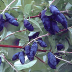 Honeysuckle variety Lazurnaya