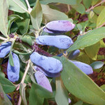 Honeysuckle variety Malvina