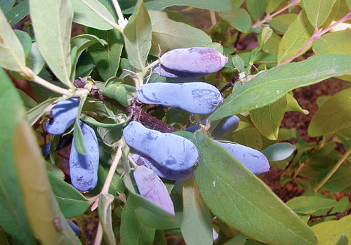 Honeysuckle pelbagai Malvina