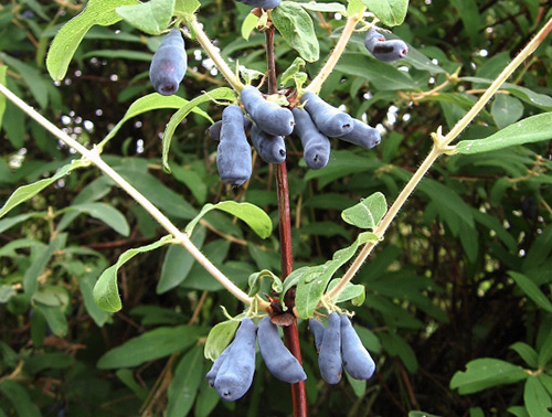 Honeysuckle variety Malvina