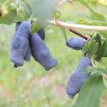 Honeysuckle variety Shahinya