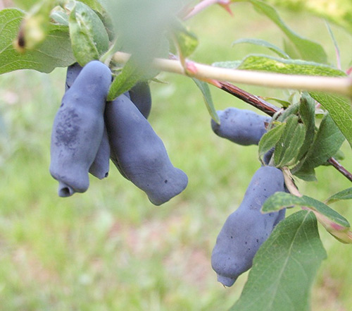 Honeysuckle variety Shahinya