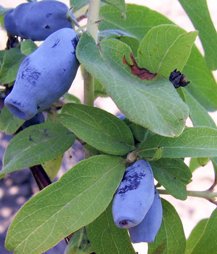 Honeysuckle variety Shahinya