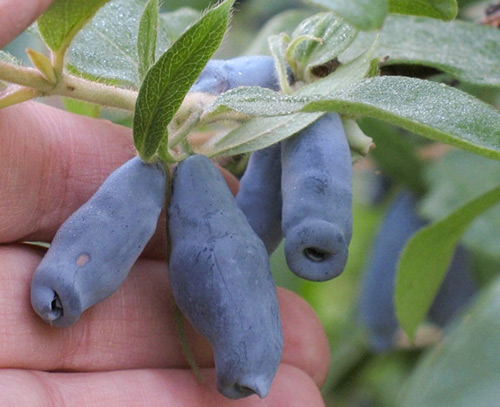 Honeysuckle variety Shahinya