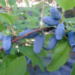 Volkhov's honeysuckle variety