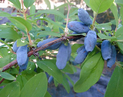 Pelbagai jenis honeysuckle Volkhov