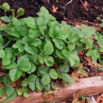 Strawberry care in spring