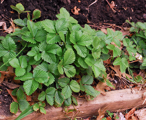 Strawberry care in spring