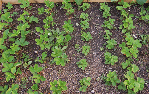 Strawberry care in spring