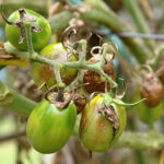 Folk remedies to combat late blight on tomatoes