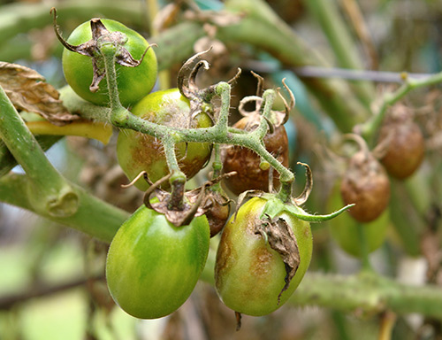 Ubat-ubatan rakyat untuk memerangi penyakit lewat tomato