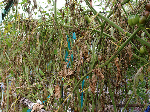 Folk remedies to combat late blight on tomatoes