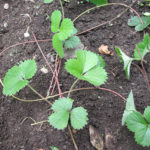 Planting strawberries in autumn