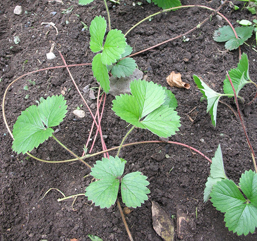 Menanam strawberi pada musim luruh