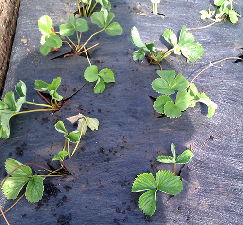 Planting strawberries in autumn