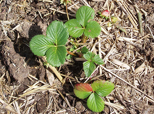 Menanam strawberi pada musim luruh