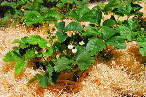 Planting strawberries in autumn