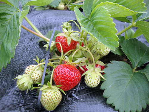 Menanam strawberi pada musim luruh