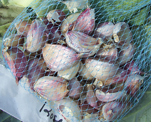 Planting winter garlic