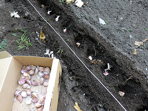 Planting winter garlic