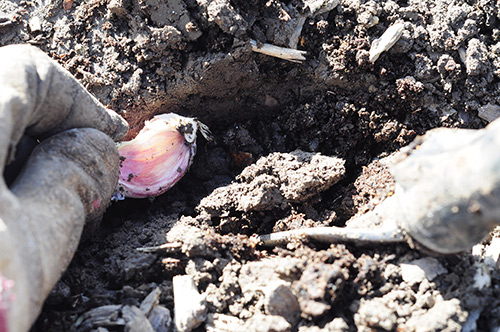 Planting winter garlic